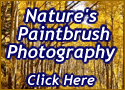 Nature's Paintbrush Photography
